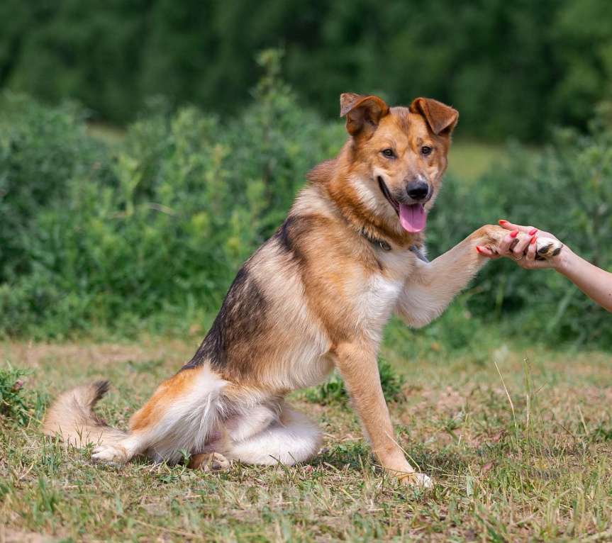 Собаки в Раменском: Тайгер Ищет дом Мальчик, Бесплатно - фото 2