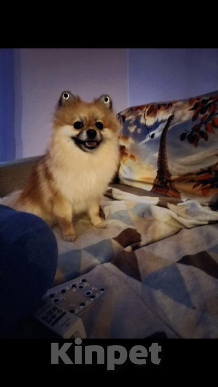 Собаки в Кирове: Померанский шпиц Девочка, 25 000 руб. - фото 4