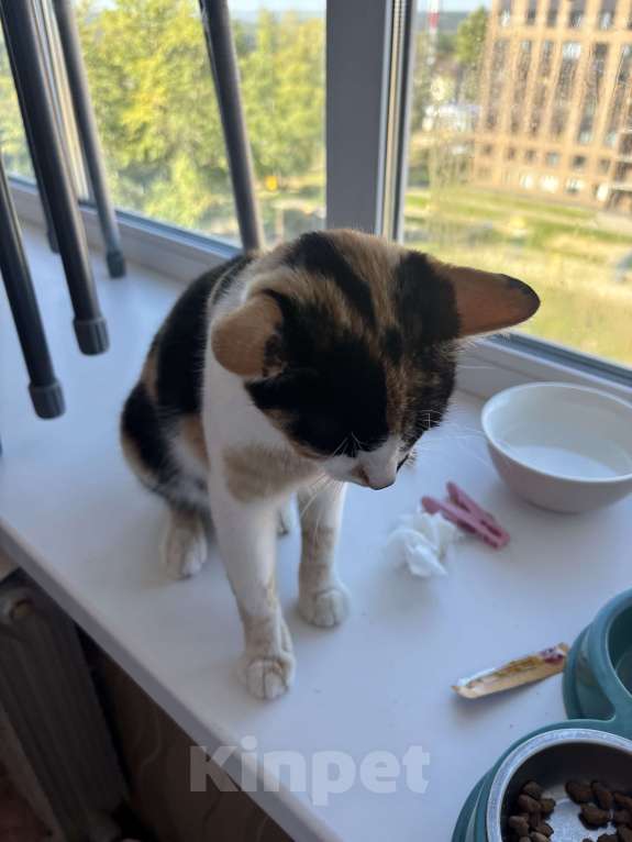 Кошки в Туле: кошечка в добрые руки Девочка, Бесплатно - фото 2