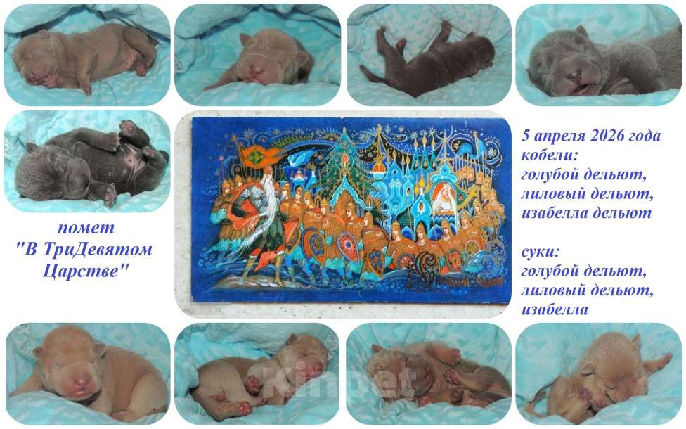 Собаки в Москве: Щенки шарпея красивых окрасов Разнополые, Бесплатно - фото 1