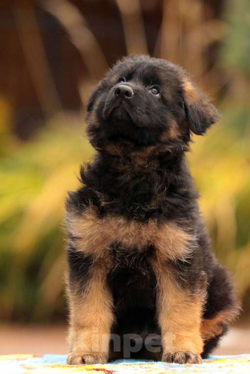 Собаки в Раменском: Перспективная девчушка.  Девочка, 50 000 руб. - фото 3