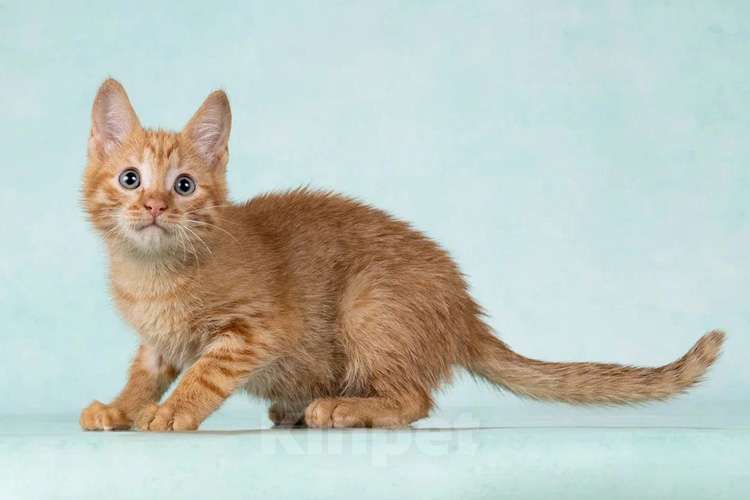 Кошки в Москве: Кото-девочки Ницу и Трес, ласковые солнышки в добрые руки Девочка, 10 руб. - фото 4