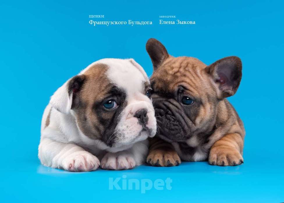 Собаки в Нижнем Новгороде: Предлагаю  к продаже щенков французского бульдога Мальчик, 45 000 руб. - фото 3