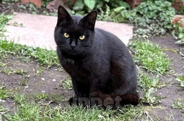 Кошки в Москве: Черный кот Уголёк в дар Мальчик, 1 руб. - фото 2