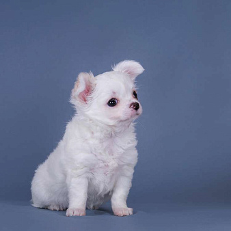 Чихуахуа щенки