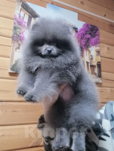 Собаки в Санкт-Петербурге: Мальчик мрамор Мальчик, 35 000 руб. - фото 1