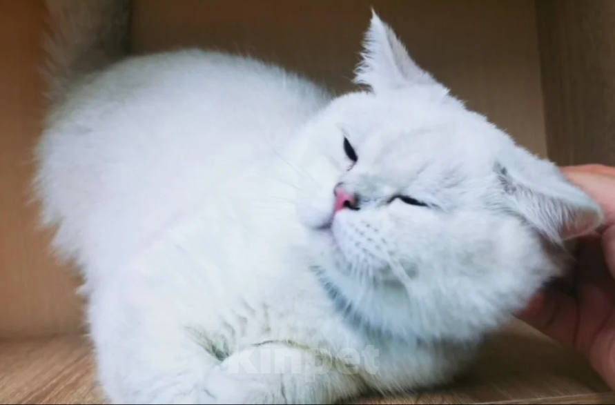 Кошки в Бугульме: Котик Лимончик Мальчик, 35 000 руб. - фото 3