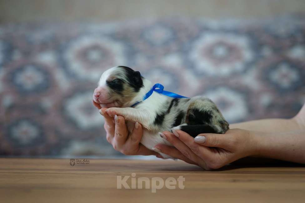 Собаки в Москве: Австралийская овчарка, щенок аусси Мальчик, Бесплатно - фото 2