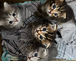 Кошки в Сибае: Котята шотландцы Девочка, 5 000 руб. - фото 2