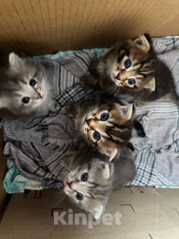 Кошки в Сибае: Котята шотландцы Девочка, 5 000 руб. - фото 2