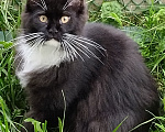 Кошки в Екатеринбурге: Котенок мейн-кун Девочка, 25 000 руб. - фото 3
