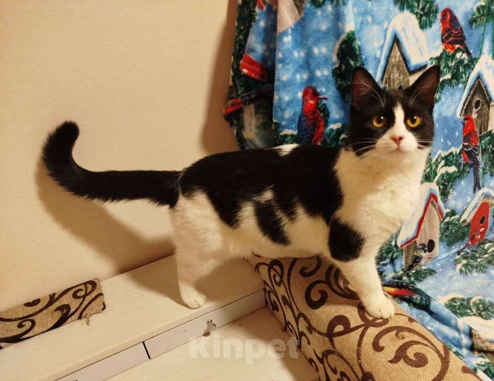 Кошки в Санкт-Петербурге: Кошечка Подросток Клёпа Девочка, Бесплатно - фото 4