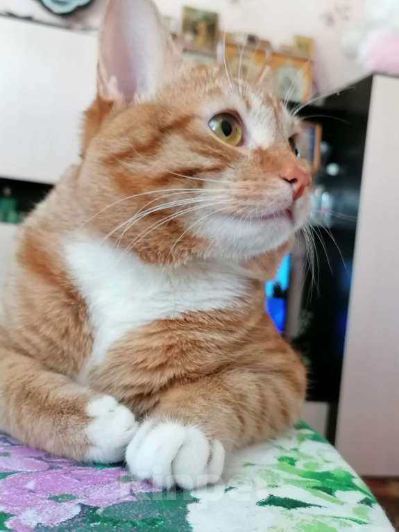 Кошки в других городах Московской области: Кот Кузя ищет дом!  Мальчик, Бесплатно - фото 1