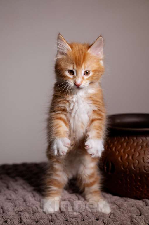 Кошки в Вологде: Курильский бобтейл породистые котята Мальчик, 40 000 руб. - фото 2