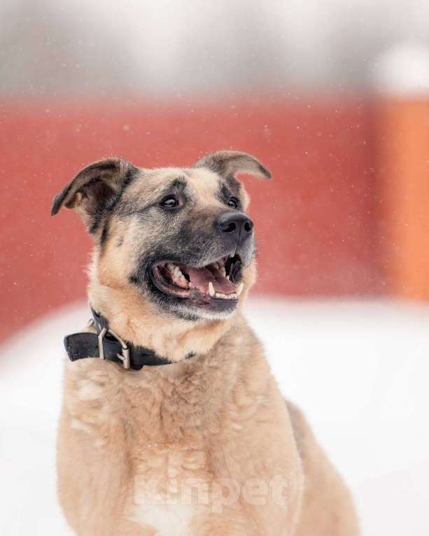 Собаки в других городах Московской области: Привет, я Малыш :) Мальчик, Бесплатно - фото 5