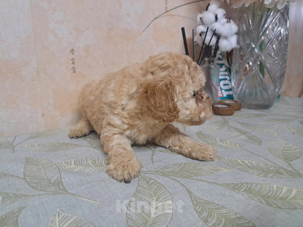 Собаки в других городах Воронежской области: Той пудель Мальчик, Бесплатно - фото 6