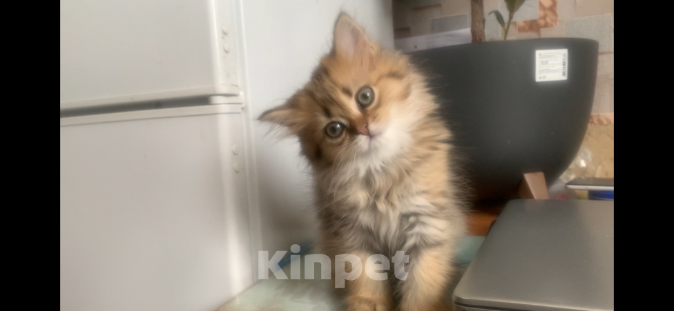 Кошки в Москве: Шотландская Highland stright Девочка, 40 000 руб. - фото 2