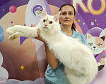 Кошки в Москве: Котёнок мейн-куна Мальчик, 90 000 руб. - фото 2