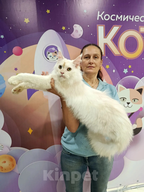 Кошки в Москве: Котёнок мейн-куна Мальчик, 90 000 руб. - фото 2