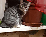 Кошки в Рязани: Продаются котята курильского бобтейла, 7 000 руб. - фото 2