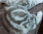 Кошки в Кулебаках: Котята, 6 000 руб. - фото 3