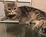 Кошки в Москве: Потерялся кот Мальчик, 1 000 руб. - фото 1