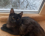 Кошки в Москве: Черный котенок Гоша в добрые руки Мальчик, 100 руб. - фото 1
