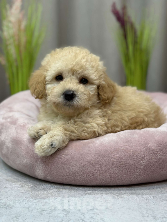 Собаки в Москве: Teo Мальчик, Бесплатно - фото 5