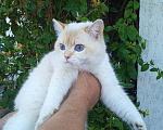 Кошки в Симферополе: Британский мачо Мальчик, 45 000 руб. - фото 1