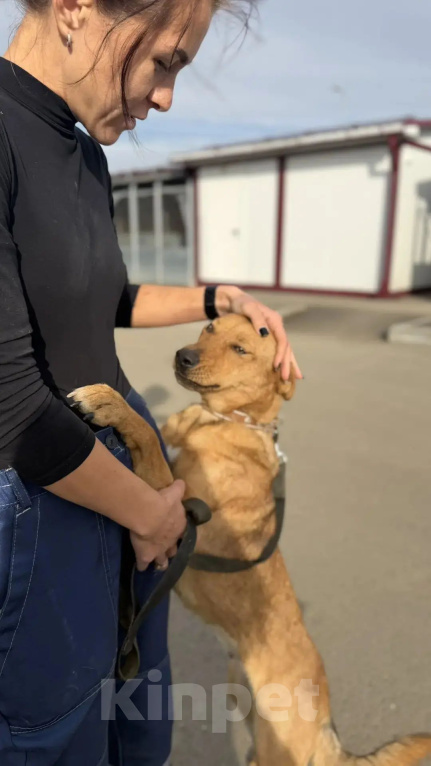 Собаки в Нижнем Новгороде: Девочка в добрые руки Девочка, Бесплатно - фото 8