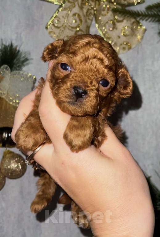 Собаки в Ижевске: Мальчик мини той  крови Китай  Мальчик, 110 000 руб. - фото 2