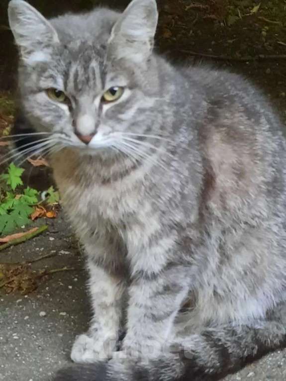 Кошки в Москве: Кошке Дымке (2 года) нужен дом Девочка, Бесплатно - фото 4