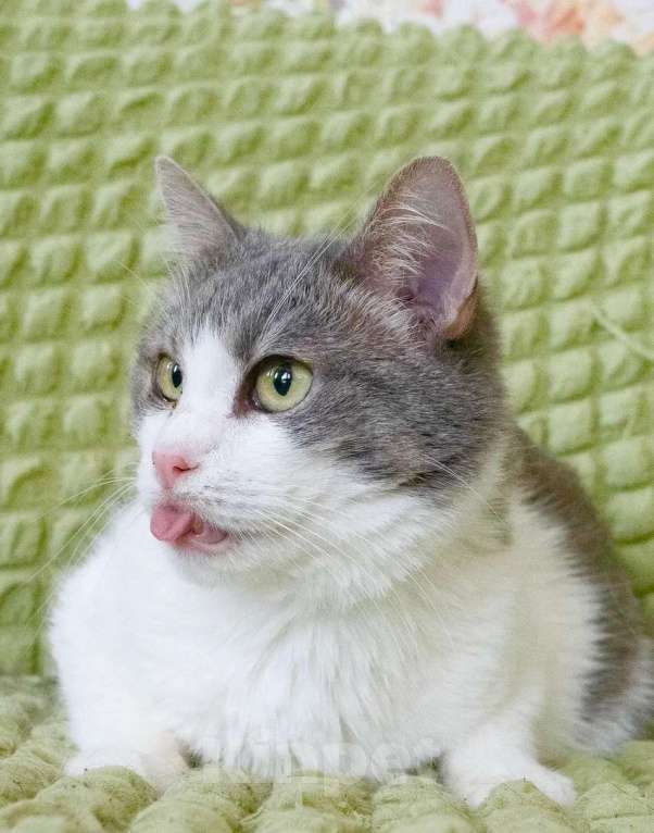 Кошки в Москве: Некрасивая кошка ищет дом и семью. В добрые руки Девочка, Бесплатно - фото 2