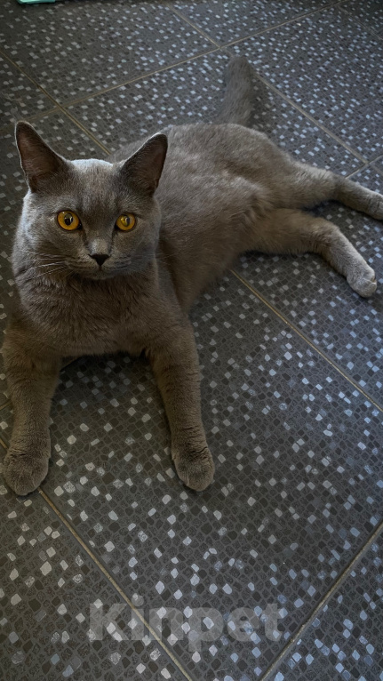 Кошки в Москве: Найден кот Мальчик, Бесплатно - фото 2