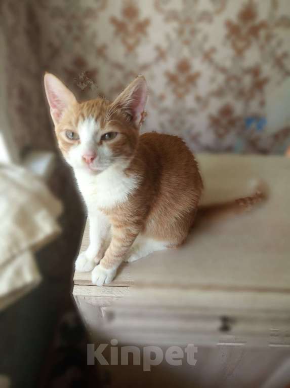Кошки в Рязани: Котик в частный дом Мальчик, 500 руб. - фото 1