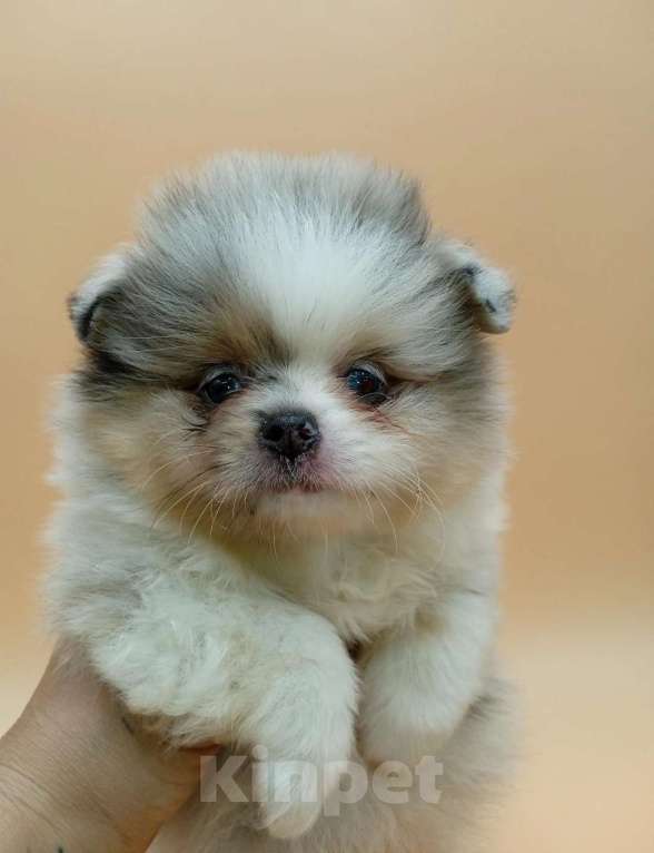 Собаки в Нижнем Новгороде: Продам щенка Девочка, 45 000 руб. - фото 1