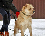 Собаки в Москве: Симпатичный бородатик Вульф всё ещё ждёт своего человека Мальчик, 10 руб. - фото 5