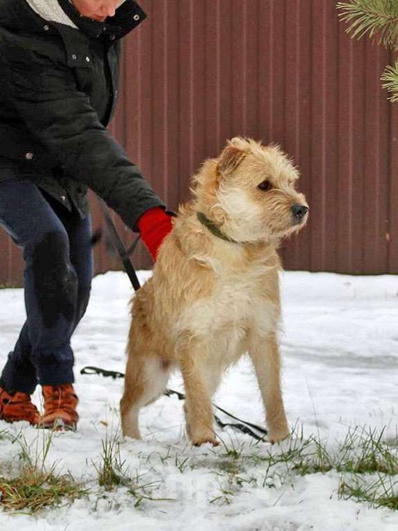 Собаки в Москве: Симпатичный бородатик Вульф всё ещё ждёт своего человека Мальчик, 10 руб. - фото 5