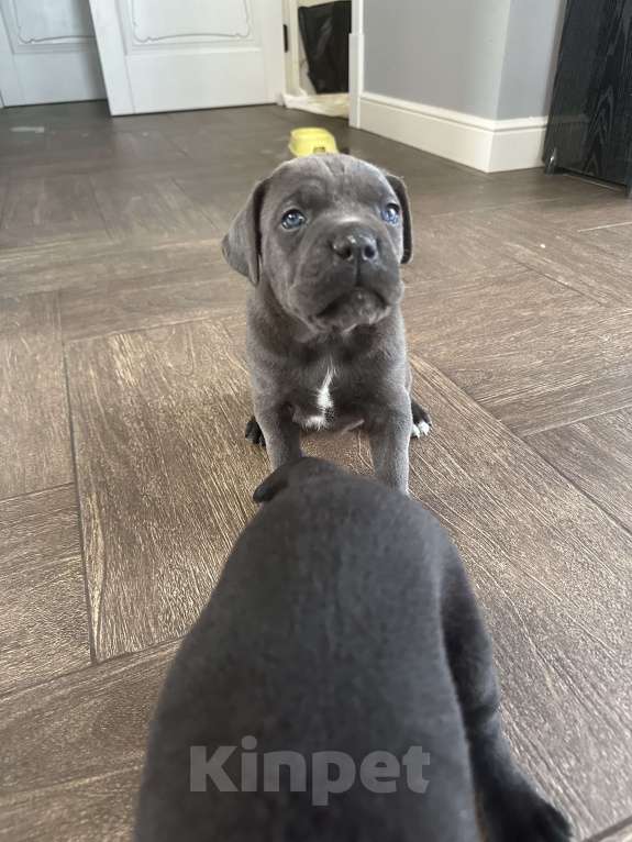 Собаки в других городах Московской области: Щенки кане-корсо Девочка, 45 000 руб. - фото 8