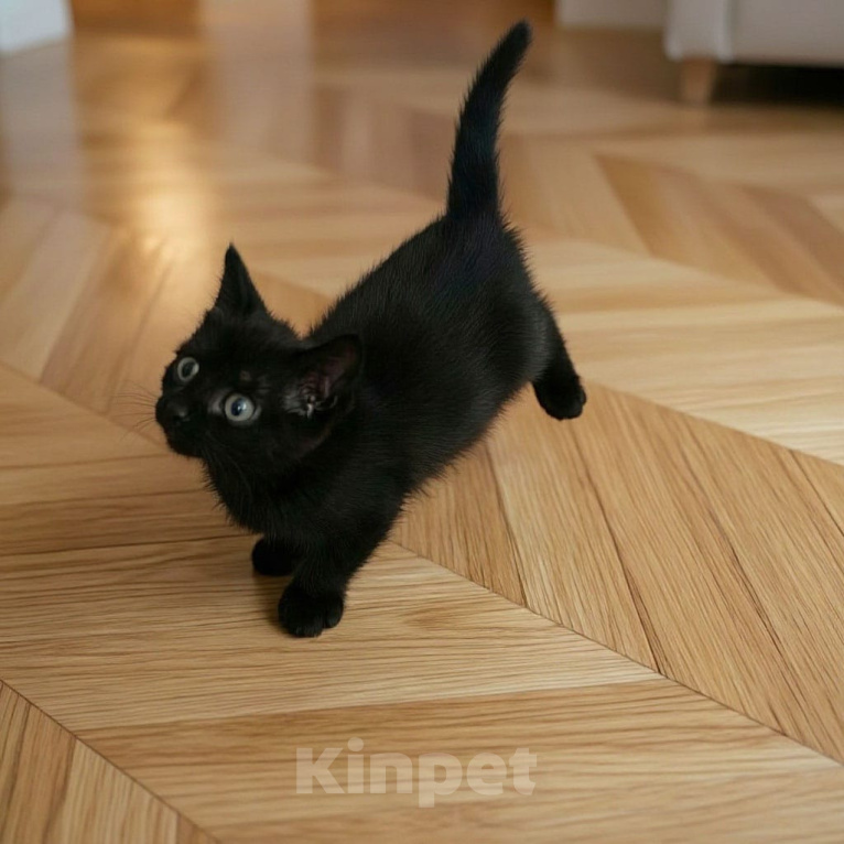 Кошки в Калуге: Котенок Мальчик, Бесплатно - фото 3