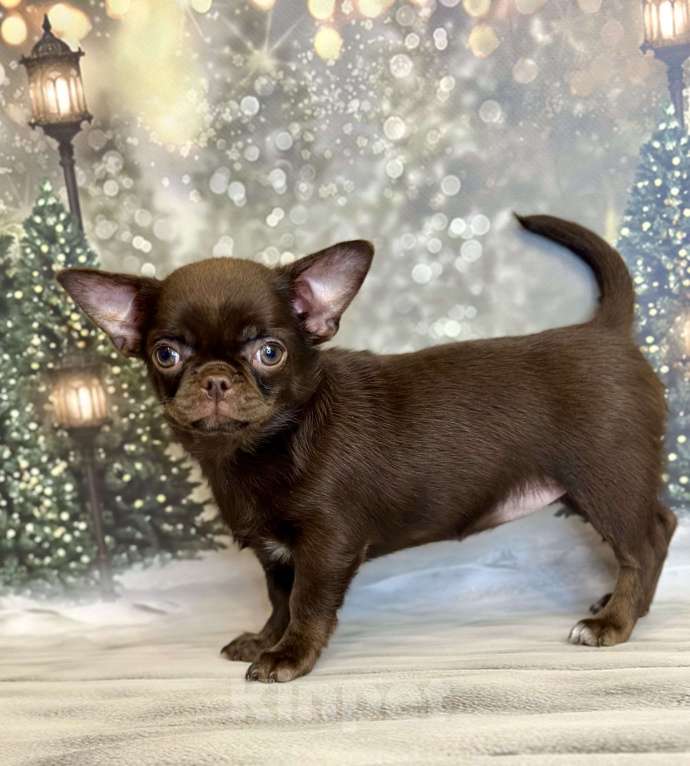 Собаки в Москве: Роскошная малышка чихуахуа Девочка, 80 000 руб. - фото 3