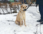 Собаки в Санкт-Петербурге: На сто процентов дружелюбный и добродушный пёс Мальчик, Бесплатно - фото 7