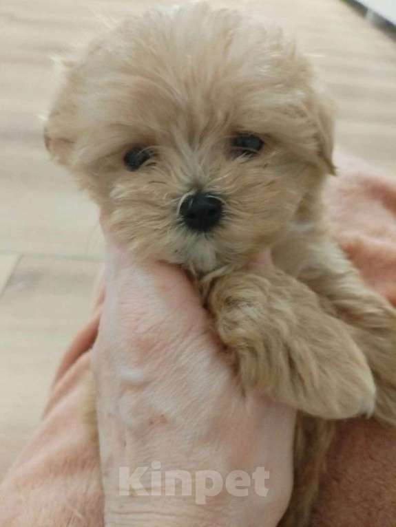 Собаки в Москве: микро щенки мальтипу Девочка, 125 555 руб. - фото 1