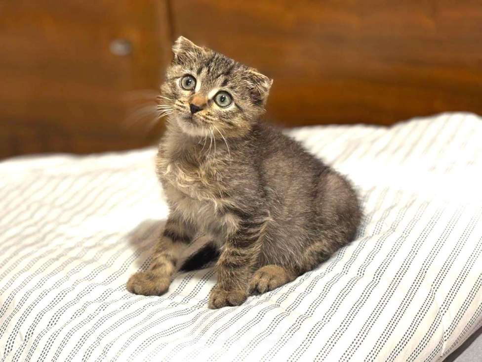 Кошки в Москве: Вислоухий Паша. Котенок в добрые руки. Мальчик, Бесплатно - фото 1