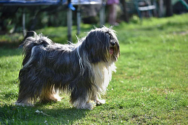 Тибетский терьер