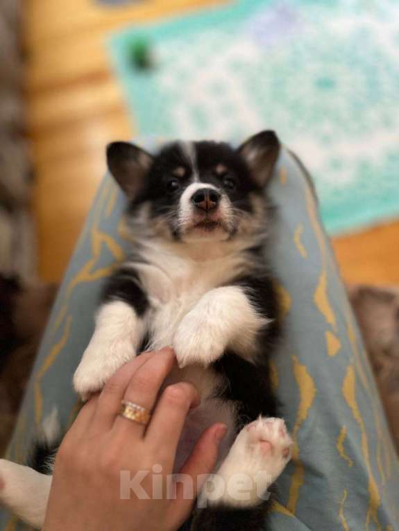 Собаки в других городах Московской области: Щенки Вельш-корги пемброк Мальчик, 85 000 руб. - фото 2