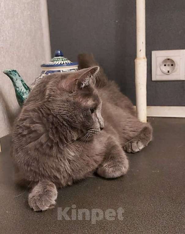 Кошки в Москве: Дымка, русская голубая в добрые руки.  Девочка, Бесплатно - фото 8