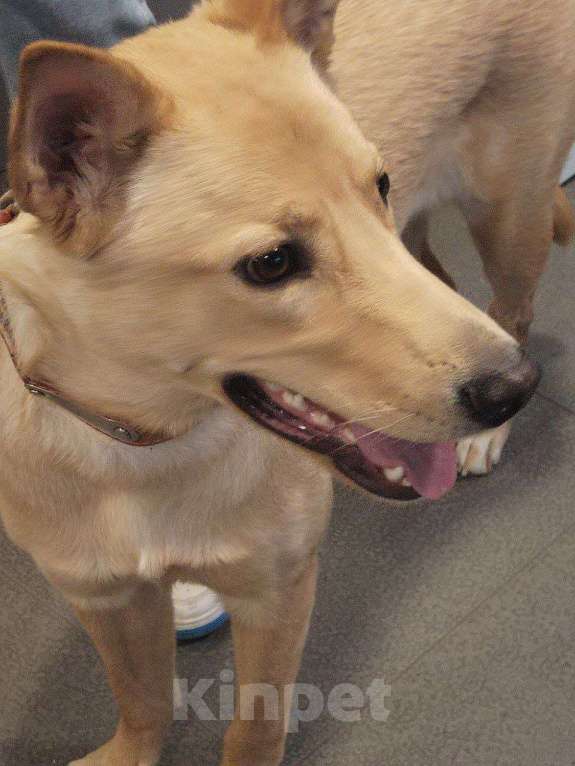 Собаки в Москве: Умка мечтает о семье, возраст 1 годик, идеальная собака  Девочка, Бесплатно - фото 8