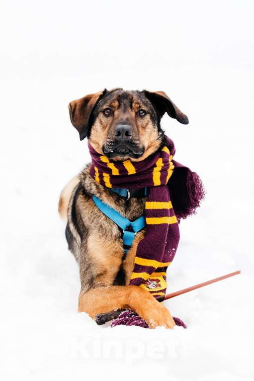 Собаки в Москве: Волшебный Ирвин ищет дом Мальчик, Бесплатно - фото 5