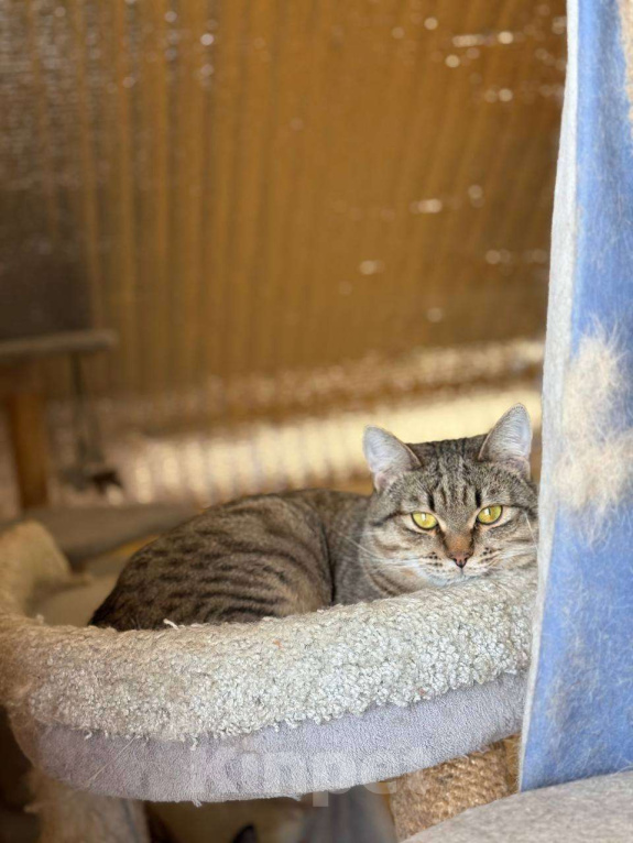 Кошки в Москве: Молоденький Филя мечтает о доме Мальчик, Бесплатно - фото 6